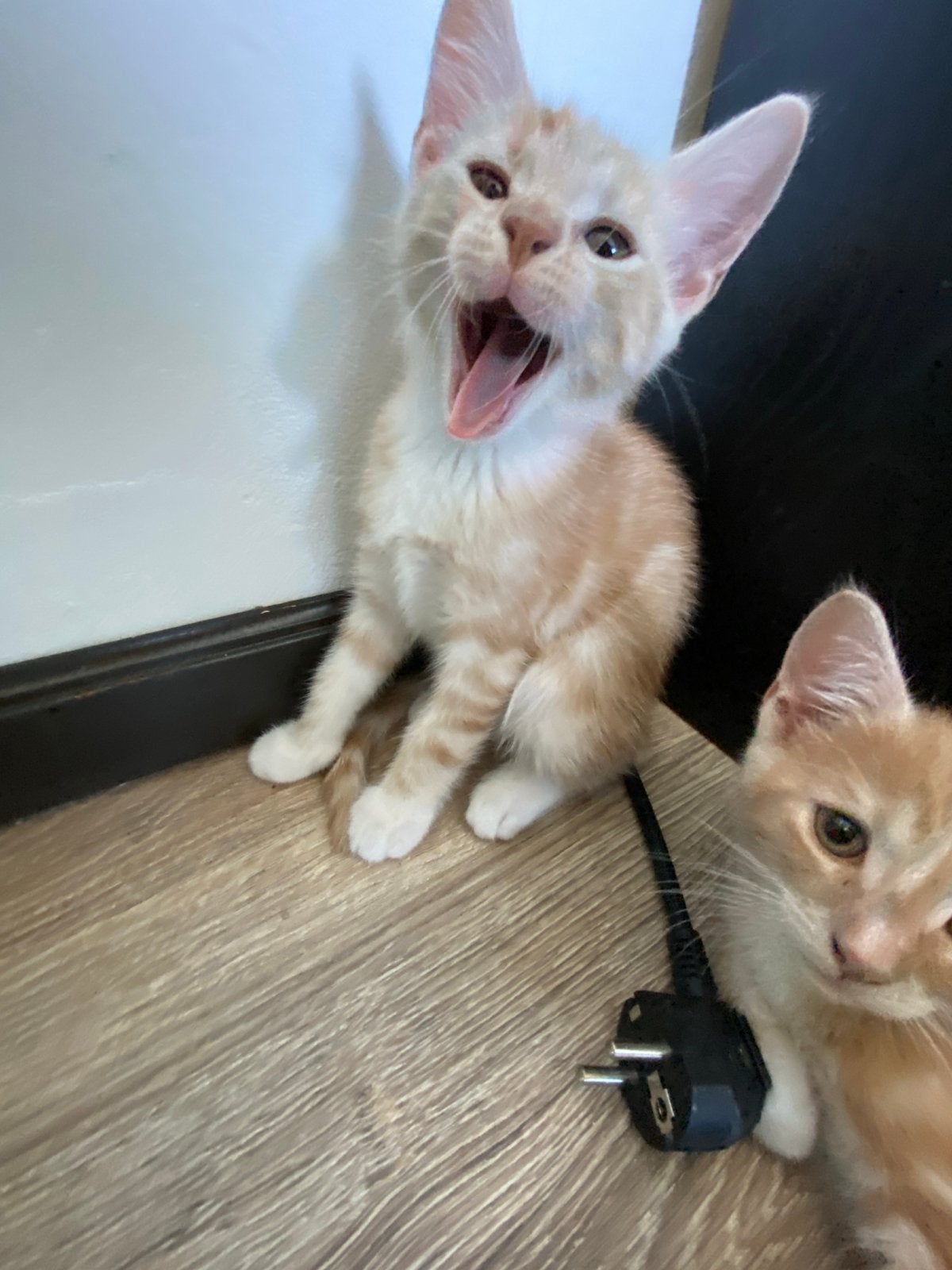 /Gratis Kittens /zoeken een baasje, Kater