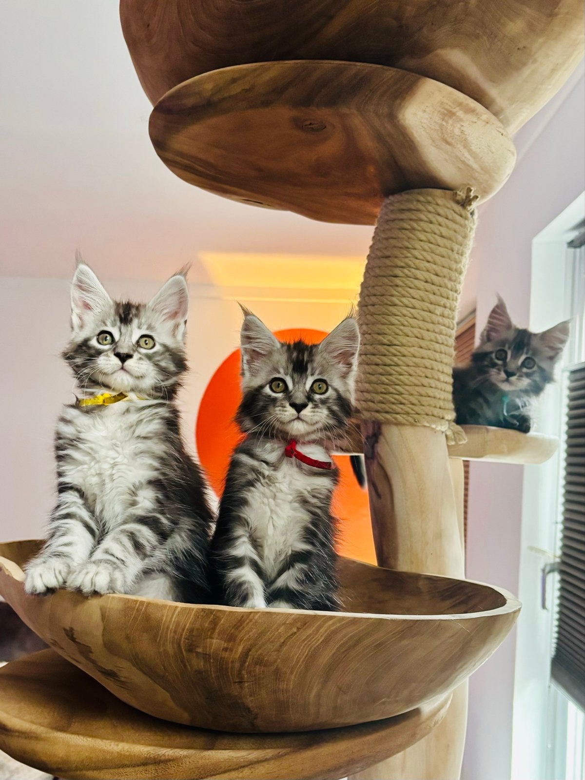 Maine coon kittens, Meerdere dieren, Met stamboom, 0 tot 2 jaar