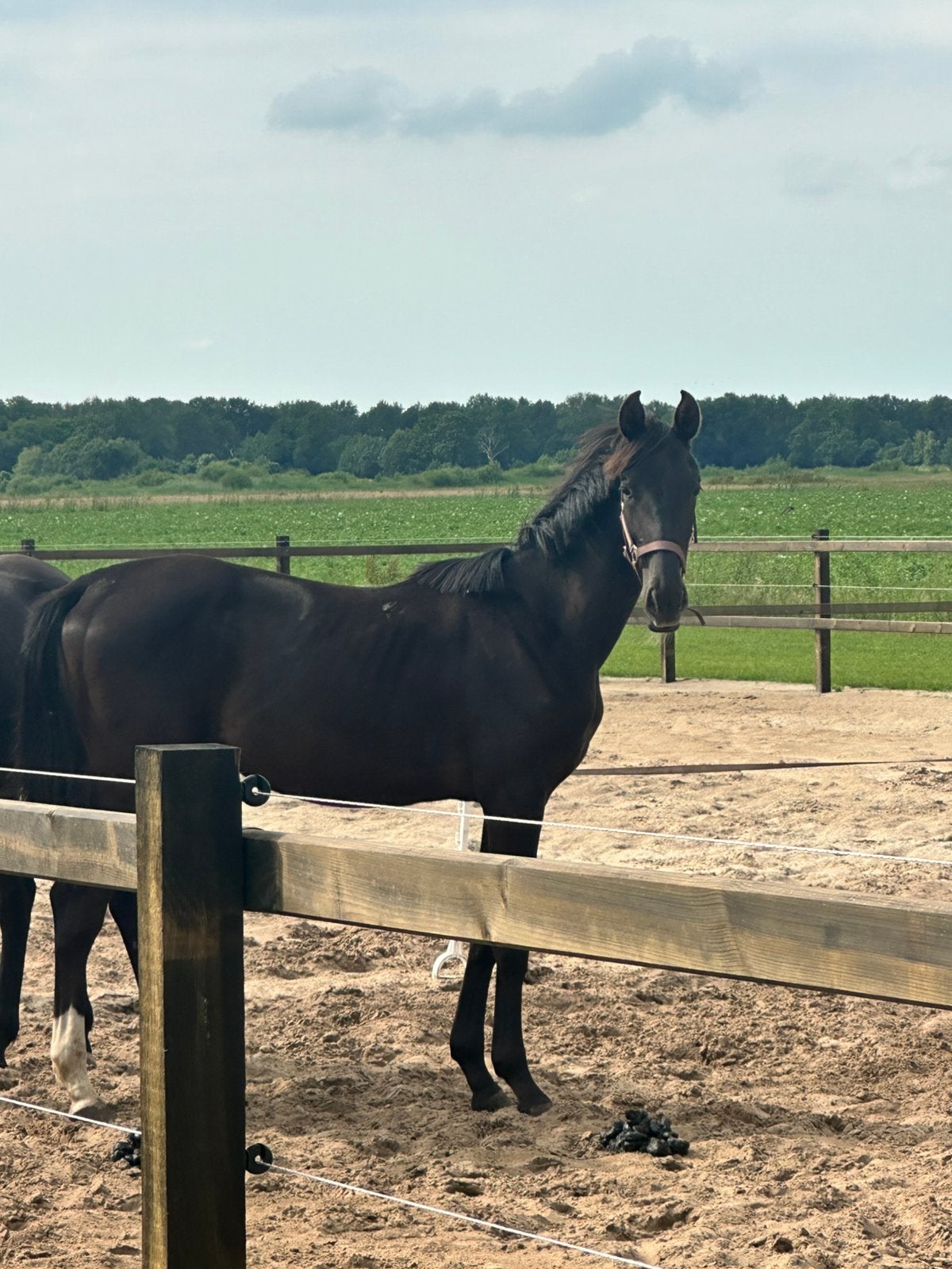 1 jarig dressuurtalent merrie (secret usb x apache), Merrie, Dressuurpaard, 0 tot 2 jaar