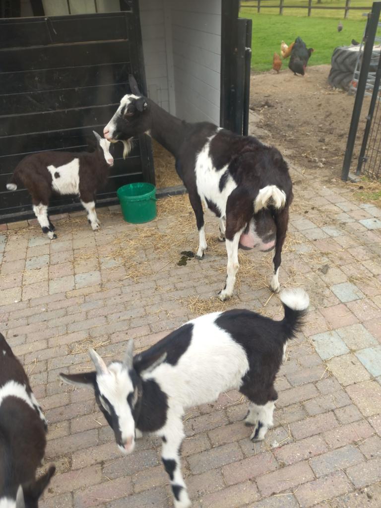Lieve zwartbonte grote geit, Dieren en Toebehoren, Vrouwelijk, Geit