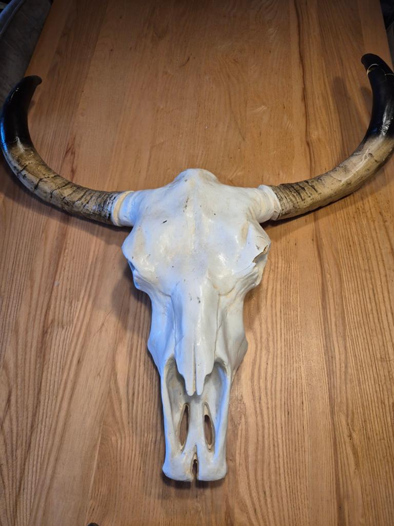 Grote decoratieve buffel schedel, Ophalen, Gebruikt, Boho, Kunststof