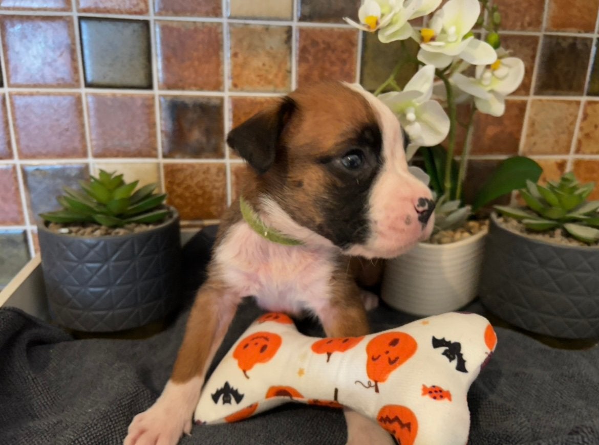 Huiselijke Boxer pups/ puppy's, Dieren en Toebehoren, Honden | Bulldogs, Pinschers en Molossers, Parvo, België, Particulier, Overige rassen