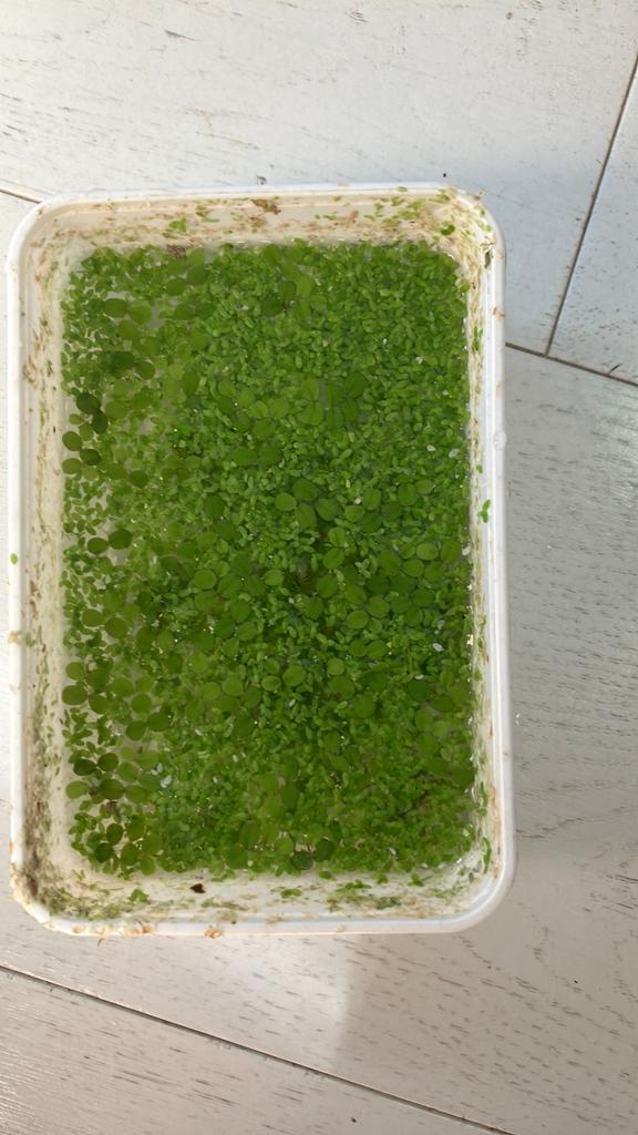Snelgroeiende aqurium drijfplantjes 3,50, Ophalen of Verzenden, Zo goed als nieuw