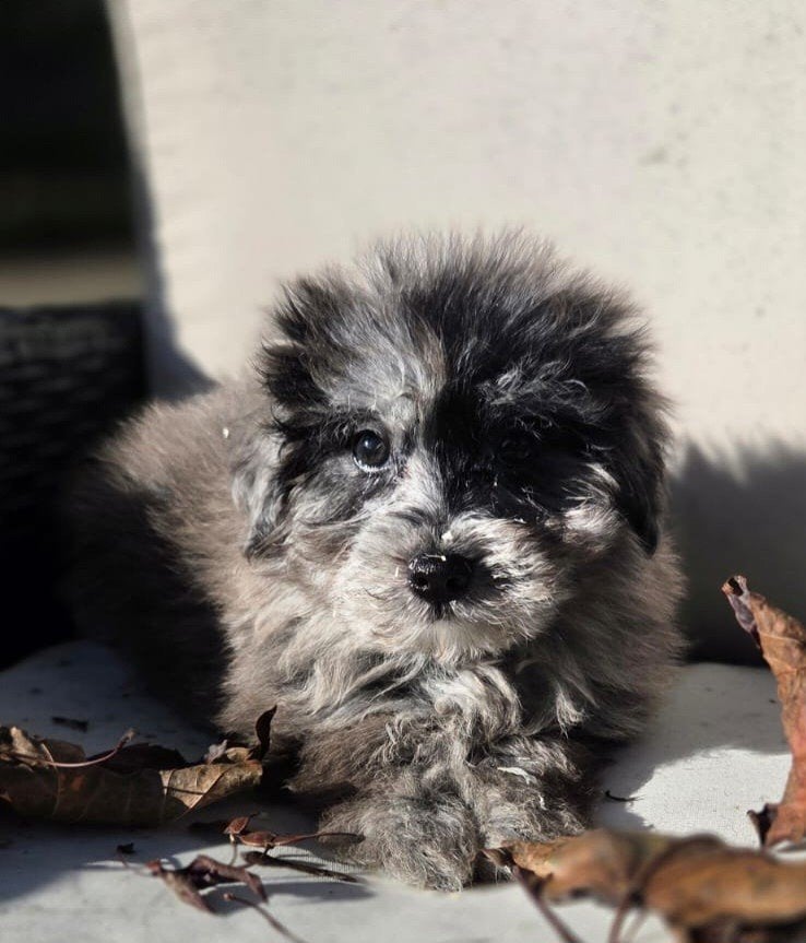 Te koop leuk pomeriaan x boomer pups, Nederland, CDV (hondenziekte), 8 tot 15 weken, Meerdere