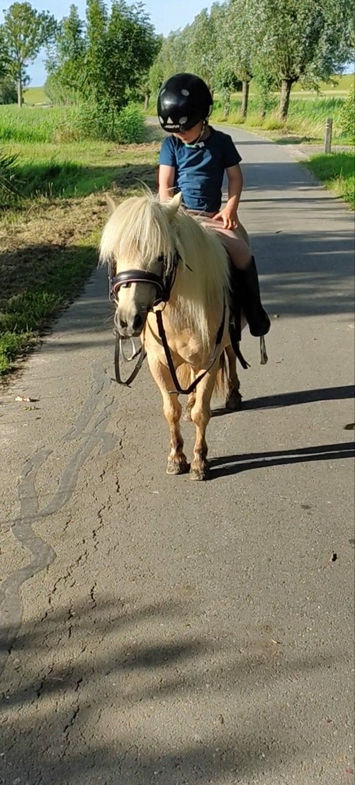 Shetlander pony bereden en betuigd merrie, Ophalen of Verzenden