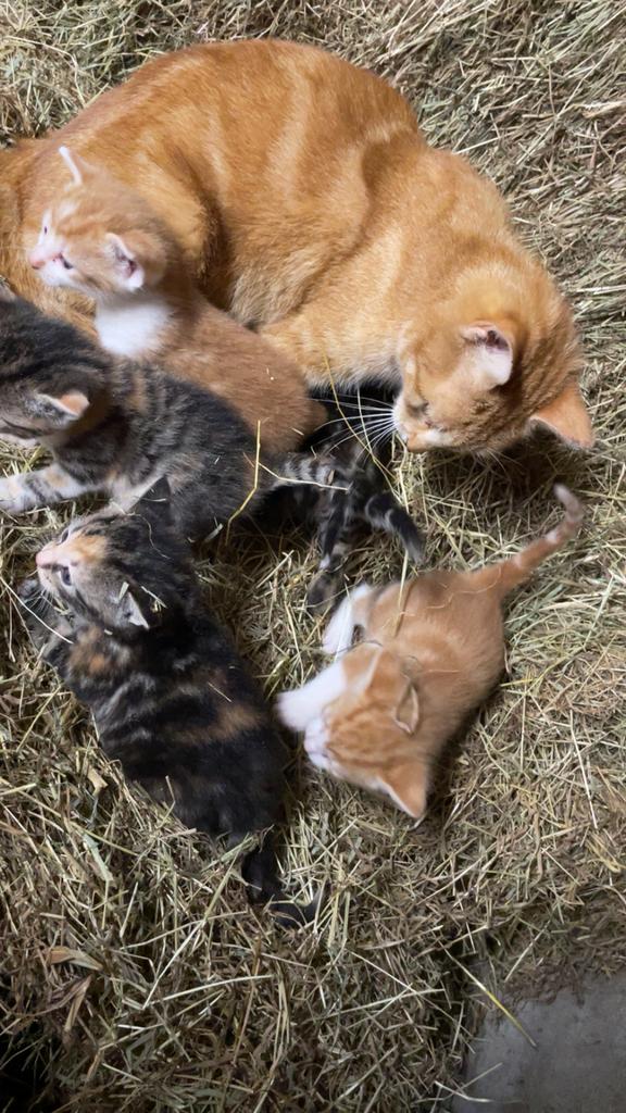 Europese korthaar kittens, Meerdere dieren, Kortharig, 0 tot 2 jaar