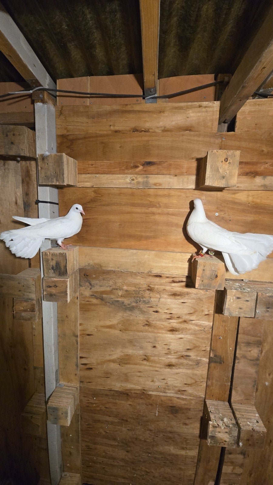 Duiven te koop, Dieren en Toebehoren