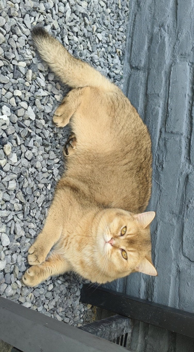 Brits korthaar, Dieren en Toebehoren, Kater