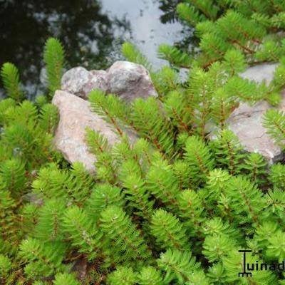Moerings Myriophyllum Rubricaule (Red), Ophalen, Volle zon, Vaste plant, Bloeit niet