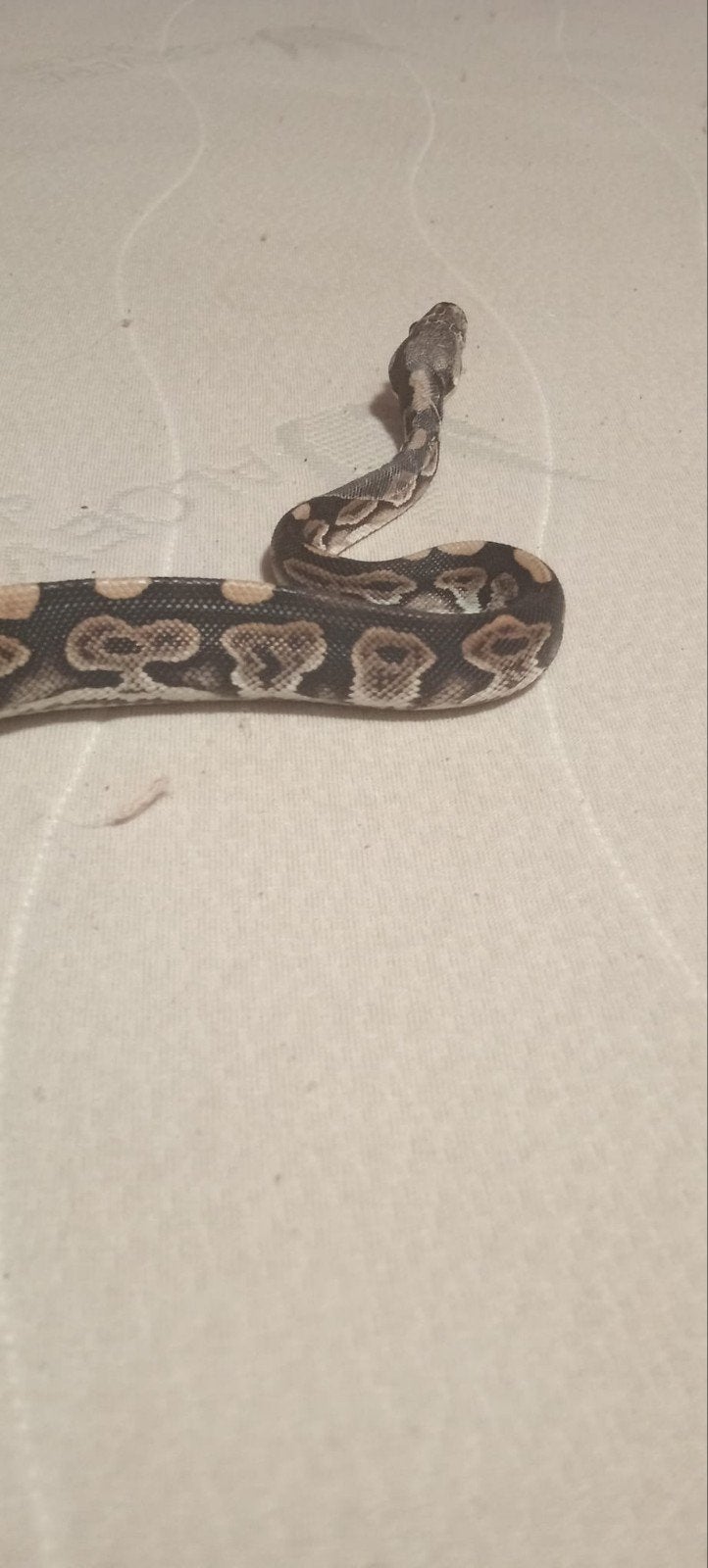 2 ball pythons vrouwtjes Ball Python photo 4