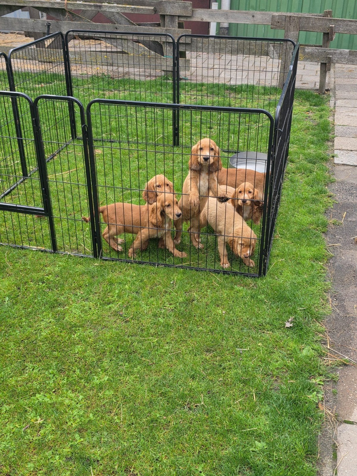 Cocker Spaniël Pups, Dieren en Toebehoren, Ophalen, 110 cm of meer, 100 cm of meer