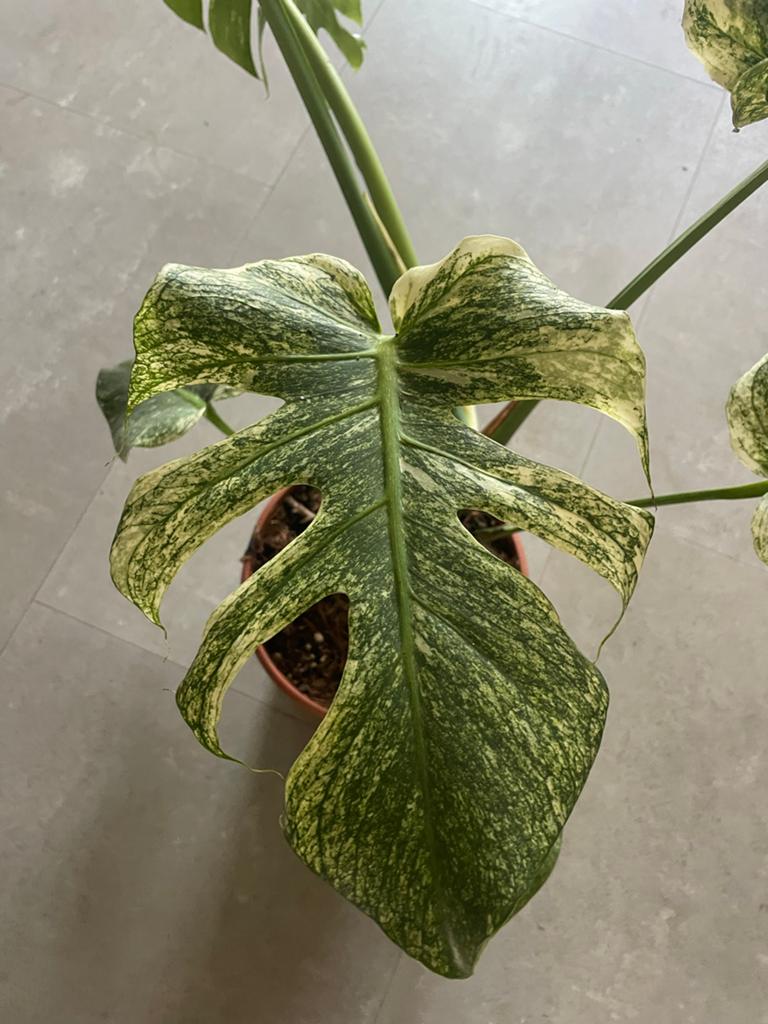 Monstera Deliciosa Mint Variegated - Zeldzame Kamerplant, Vaste plant, Bloeit niet, Halfschaduw, Ophalen