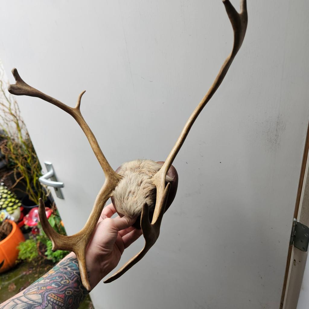 Rendier Gewei opgezet opgezette taxidermy taxidermie, Ophalen of Verzenden, Gebruikt, Overige soorten, Gewei of Kop