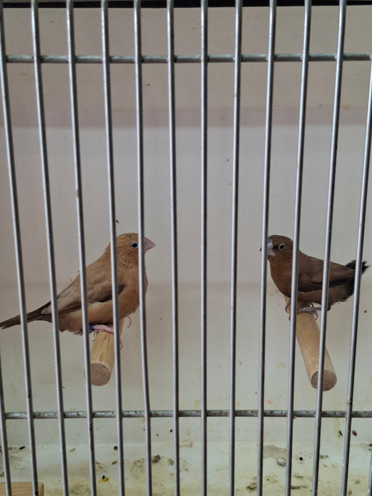 2 paartjes donkerbuik zilverbekjes, Dieren en Toebehoren, Meerdere dieren