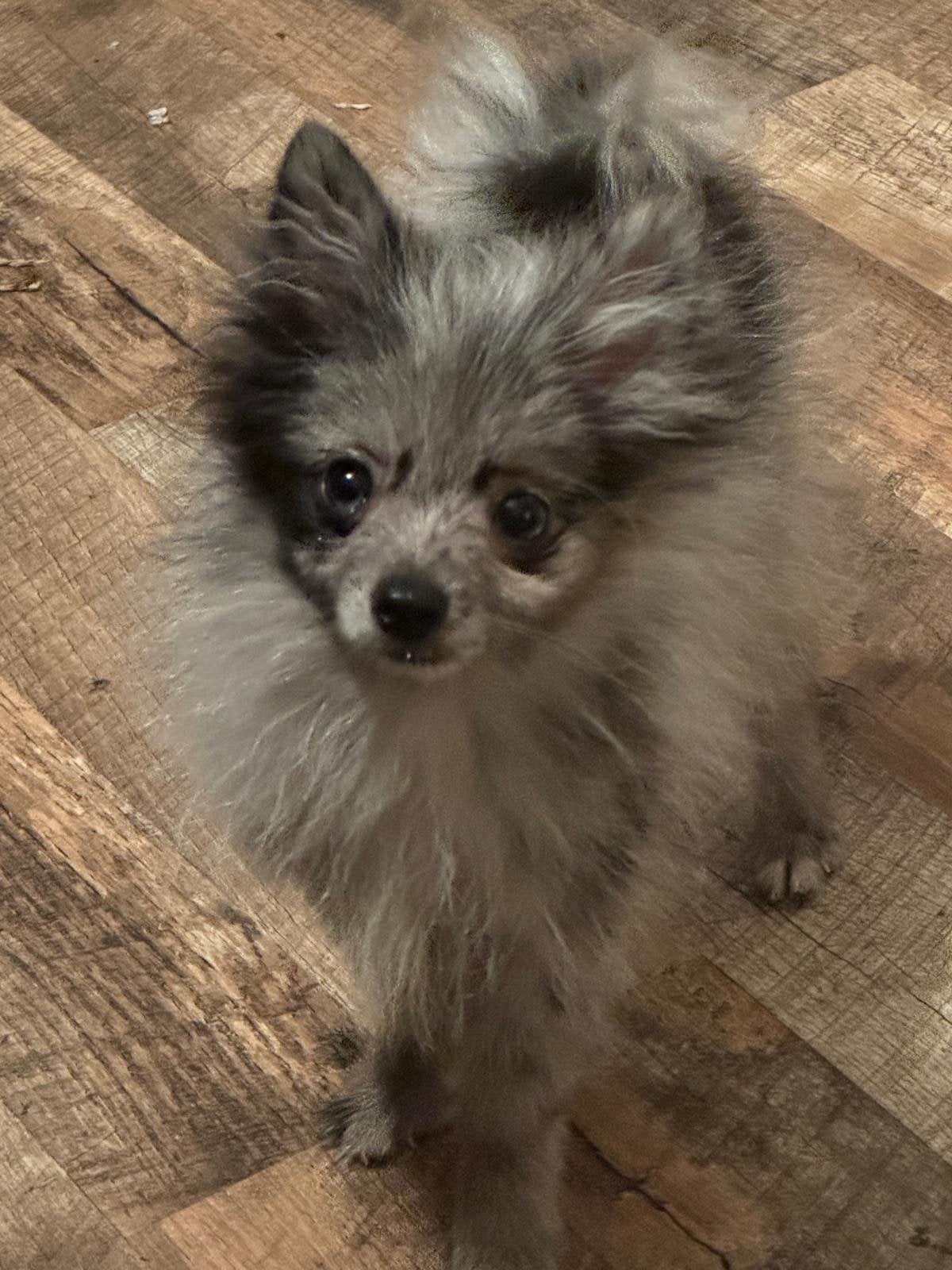 Pomeriaan pups, Particulier, 15 weken tot 1 jaar, Buitenland, Parvo