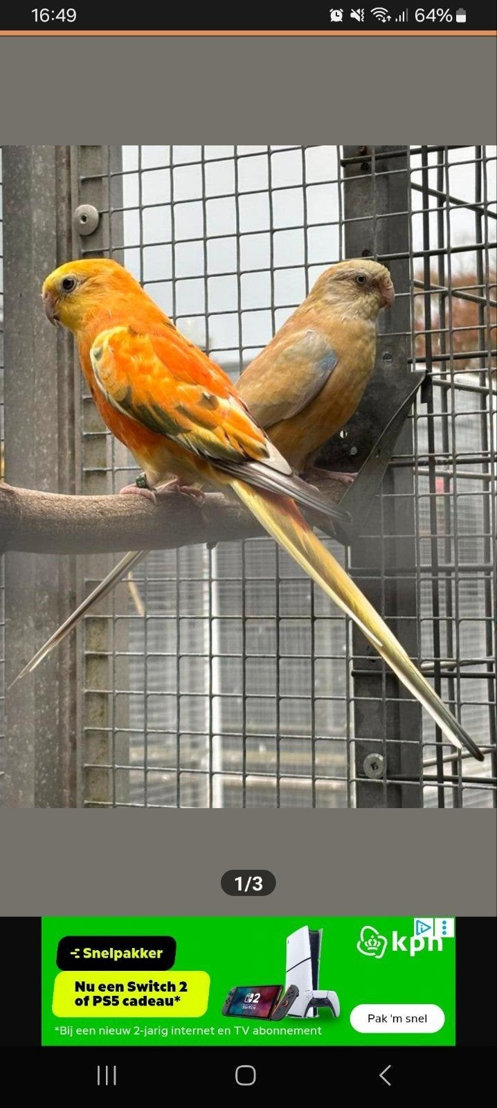 3 koppels roodruggen, Dieren en Toebehoren, Meerdere dieren, Parkiet