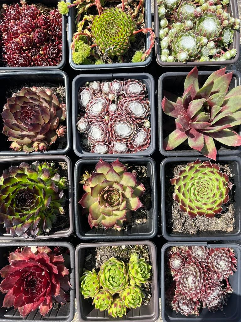 Keuze uit 100 soorten Rotsplanten, Tuin en Terras, Planten | Tuinplanten, Ophalen of Verzenden, Overige soorten, Volle zon
