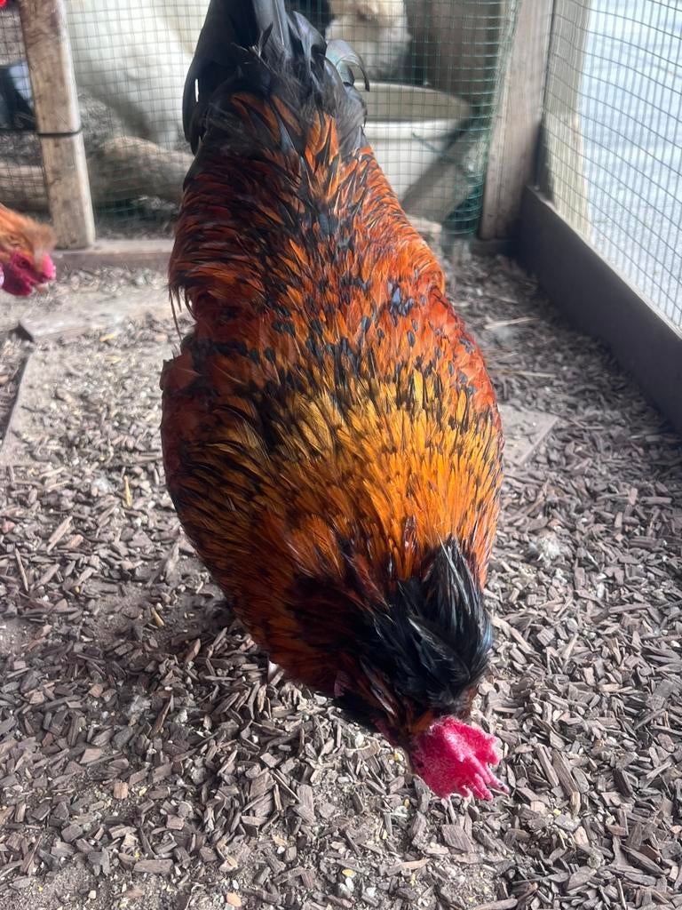 Haan ter overname Zijdehoen / Padua van 1 jaar jong GRATIS, Dieren en Toebehoren, Pluimvee, Mannelijk, Kip
