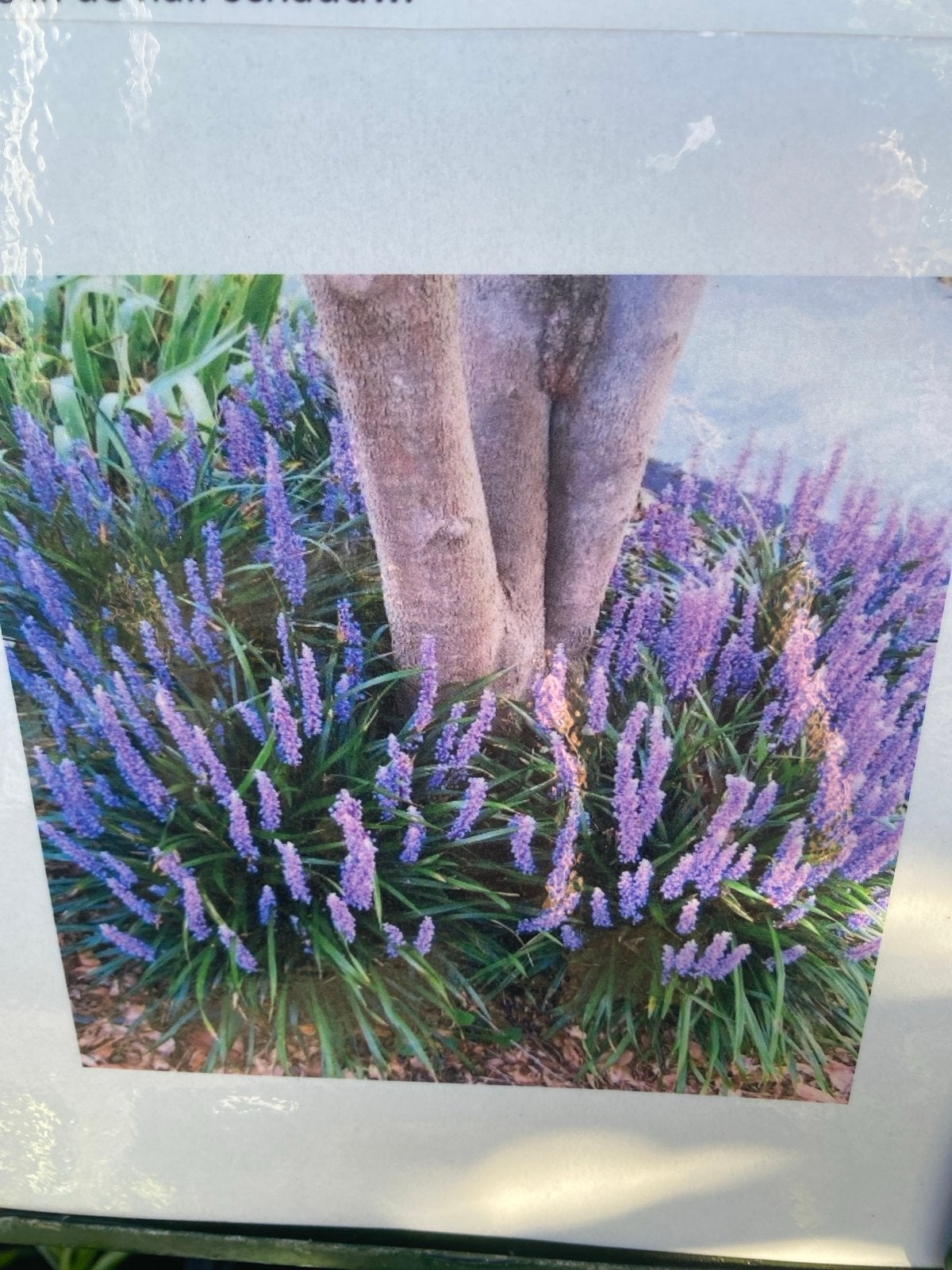 Liriope Big Blue: Ideale Groenblijvende Schaduwplant, Ophalen, Bodembedekkers, Vaste plant, Volledige schaduw