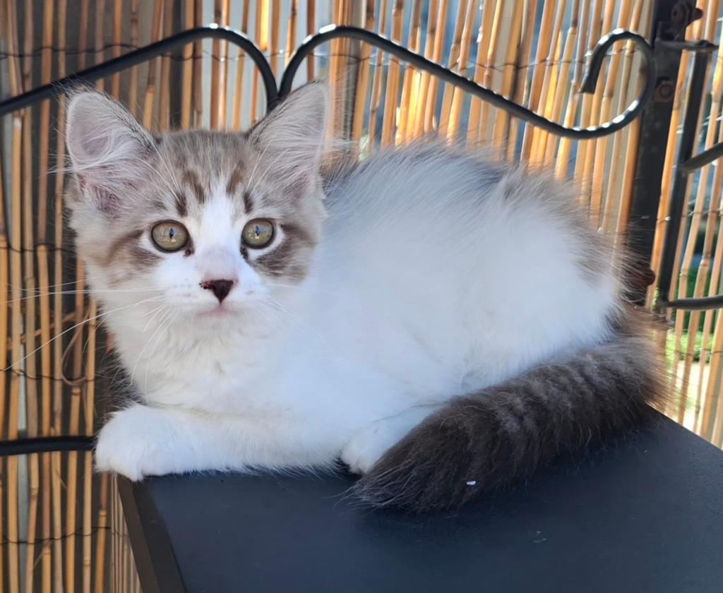 Kitten Siberische Neva Masquerade met 25% Ragdoll, Meerdere dieren, Ontwormd, 0 tot 2 jaar