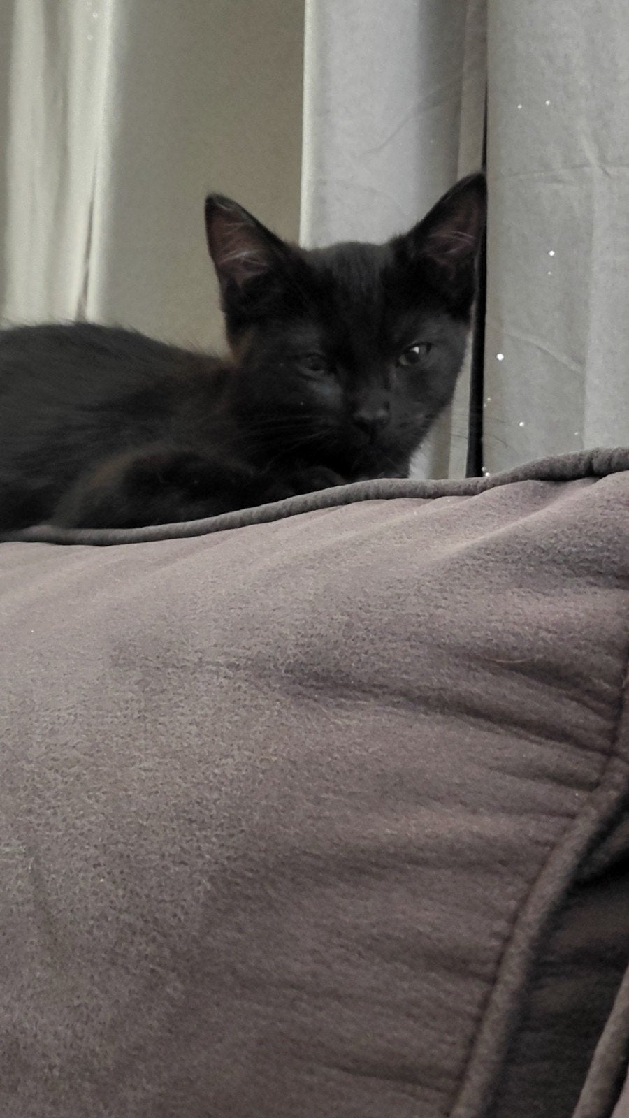 katertje 12 weken, Kater