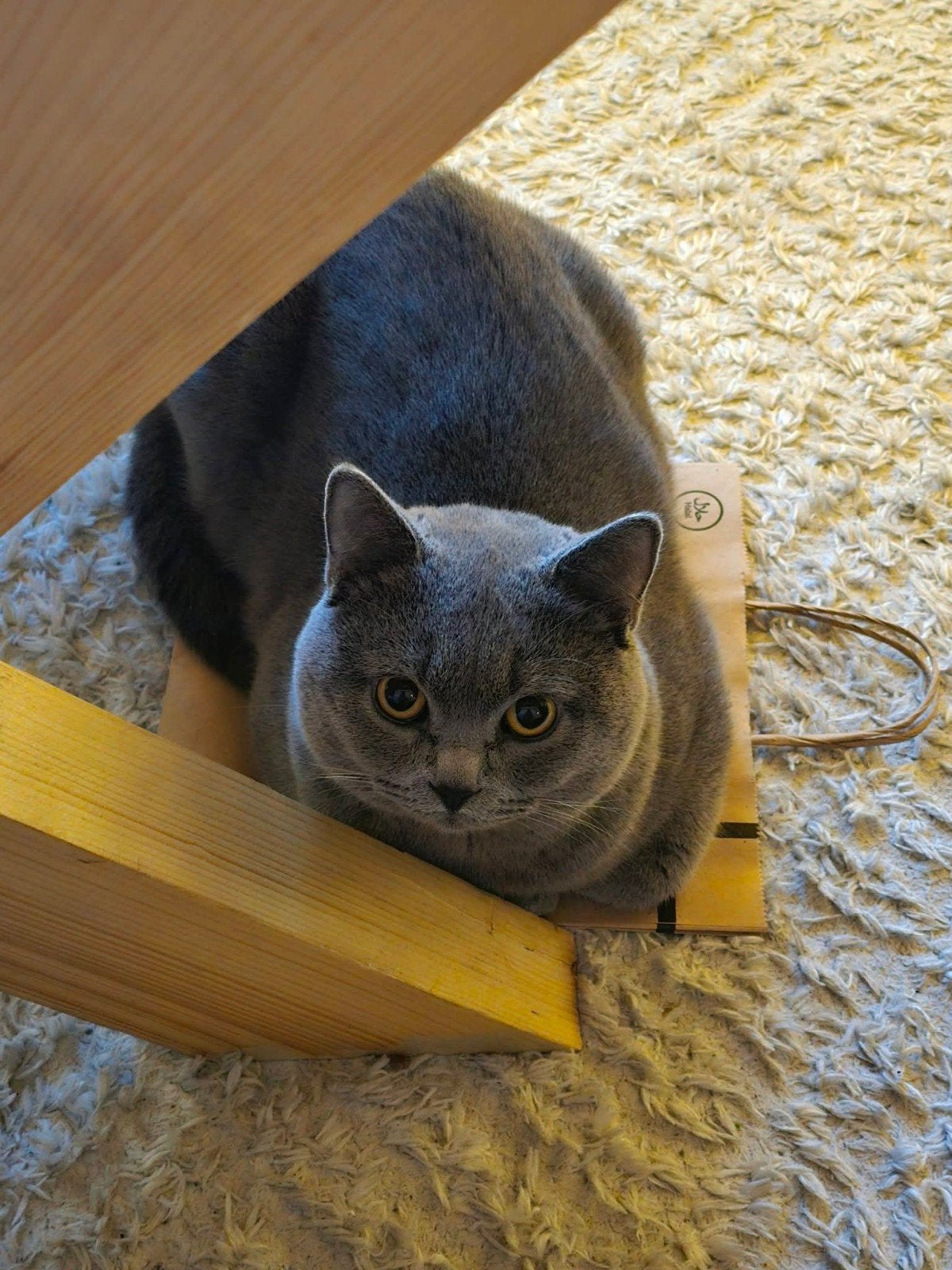 Mooie, lieve kater (1,5 jaar) inclusief alle toebehoren, Kater, 0 tot 2 jaar