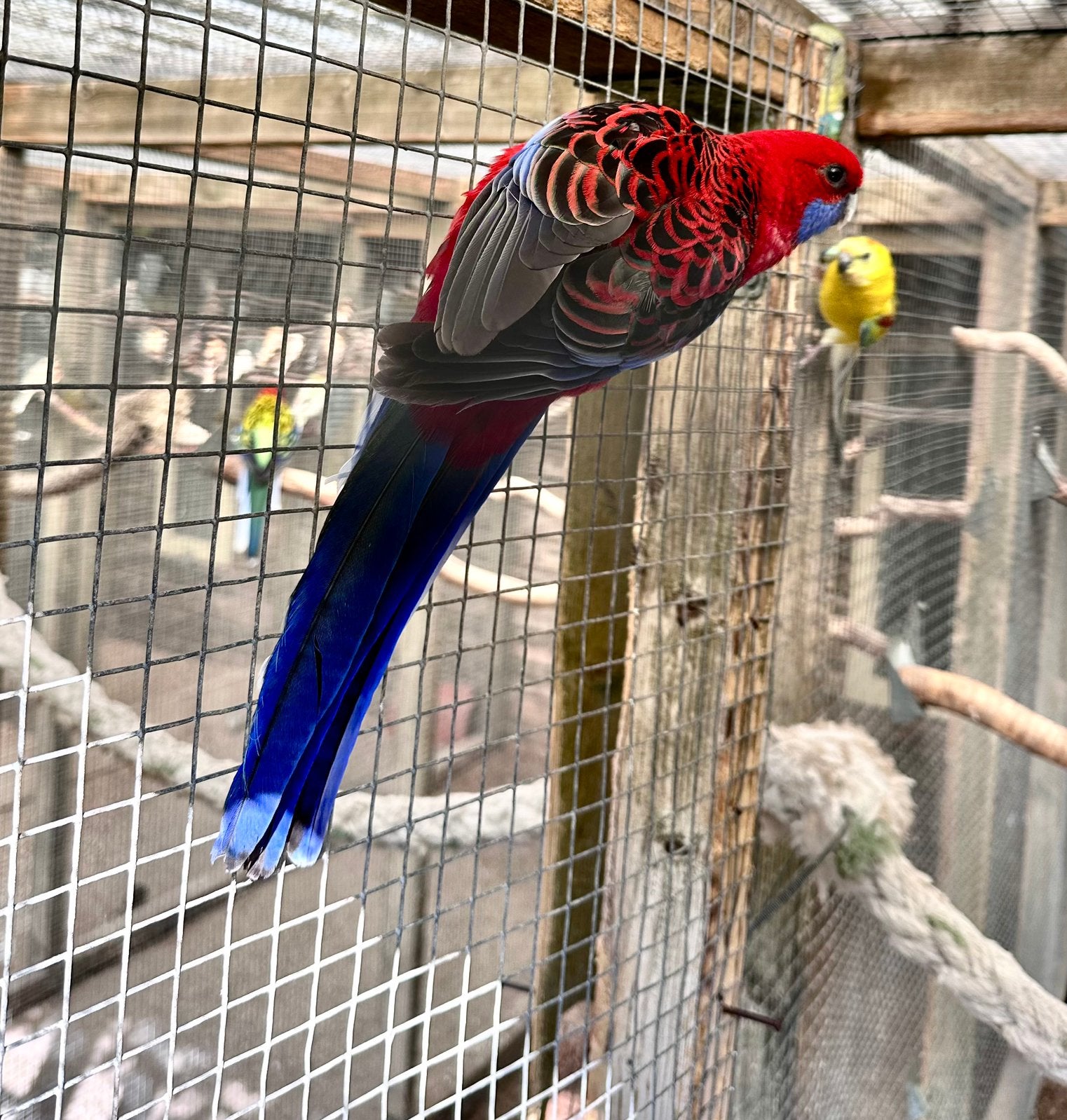 Pennant rosella’s, Dieren en Toebehoren, Vogels | Parkieten en Papegaaien, Meerdere dieren, Parkiet
