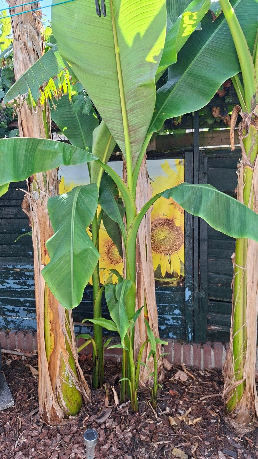 Bananenplant (Musa Basjoo), Volle zon, Vaste plant, Zomer, Ophalen