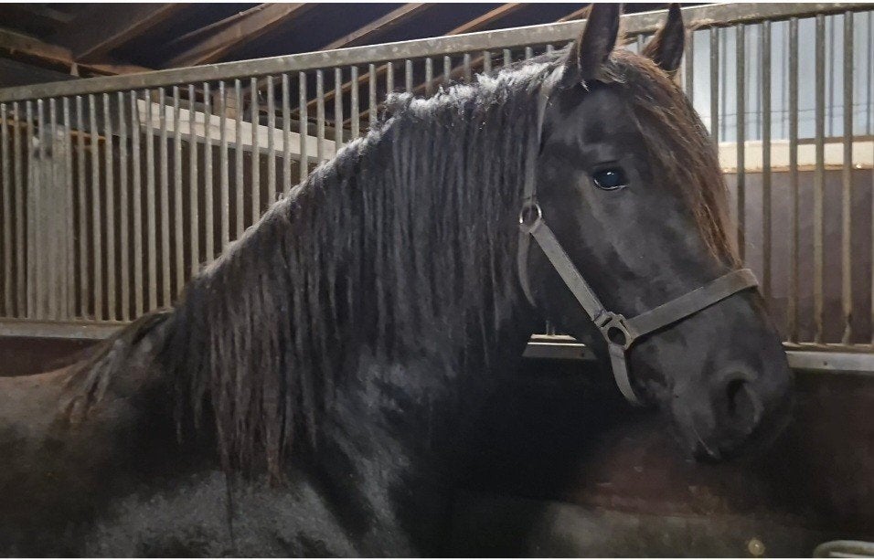 Talentvolle friese hengst ( fries ), Hengst, Onbeleerd