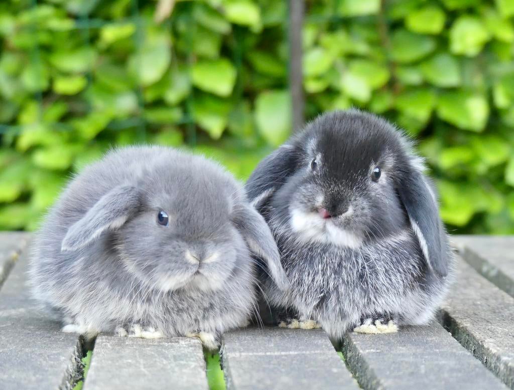 Mooi en tam koppeltje Nederlandse hangoordwerg konijntjes!, Dieren en Toebehoren, Konijnen, Meerdere dieren, Dwerg, Hangoor, 0 tot 2 jaar