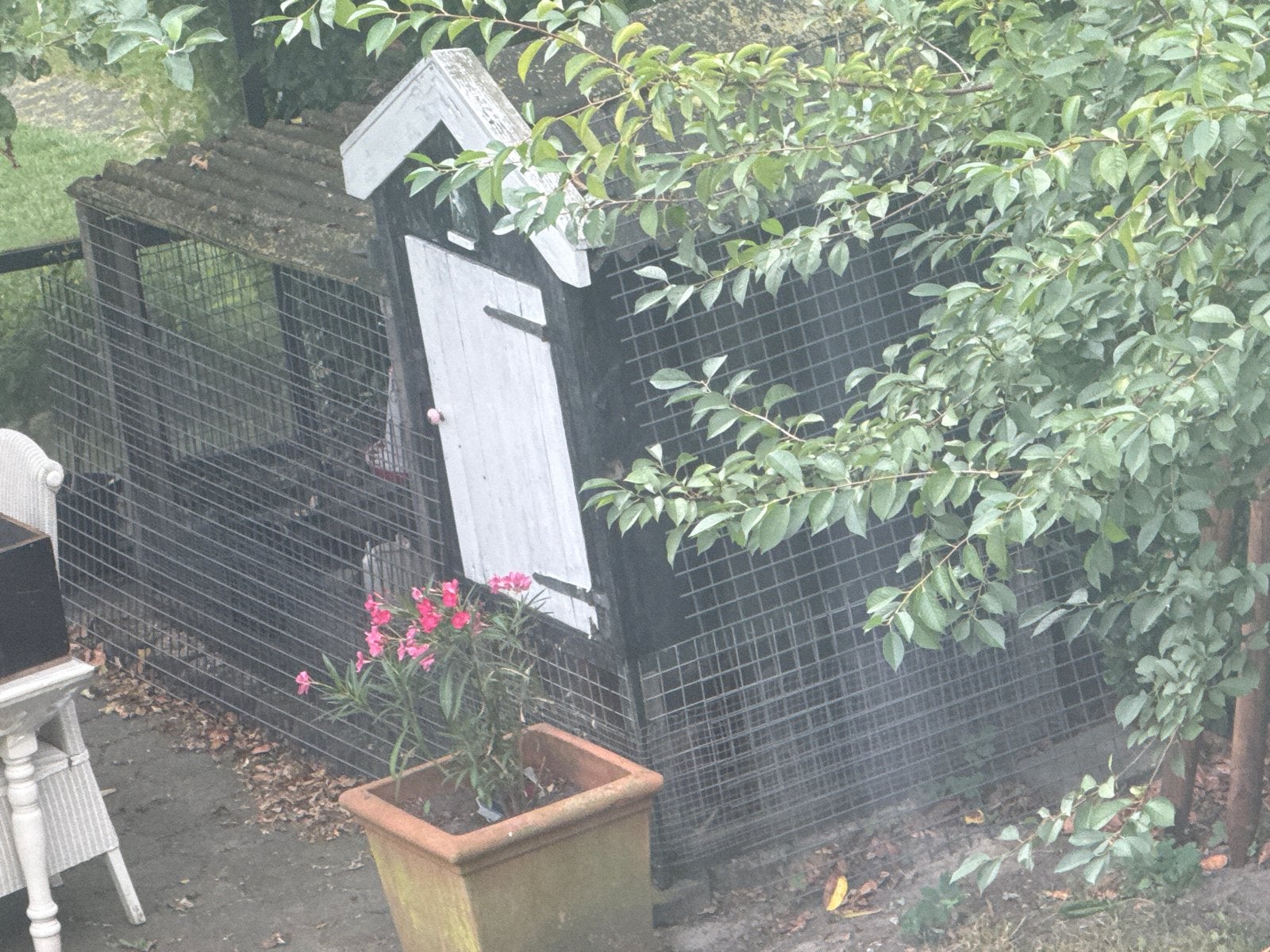 Drie barnevelders kippen 1,5 jaar oud leggend, Dieren en Toebehoren, Pluimvee, Vrouwelijk, Kip