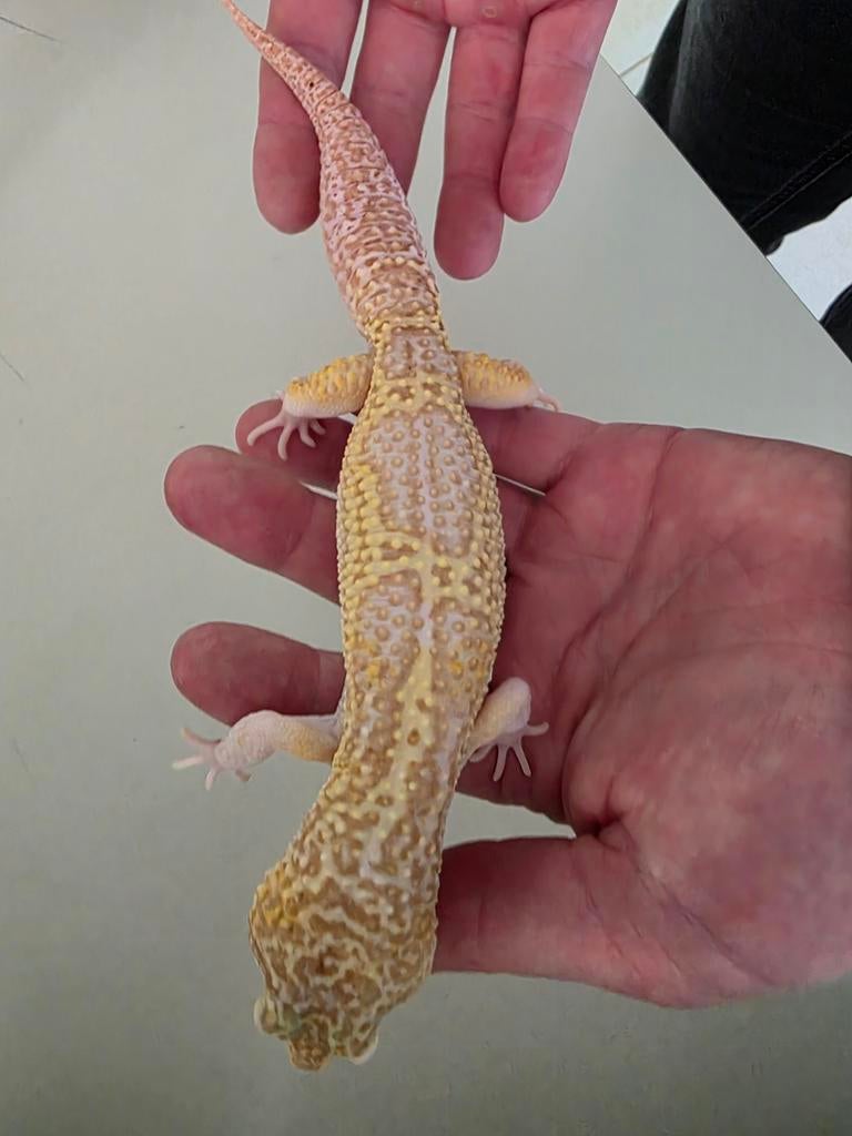 Luipaardgekko tremper albino Leopard Gecko - male for sale from Laura Woods
