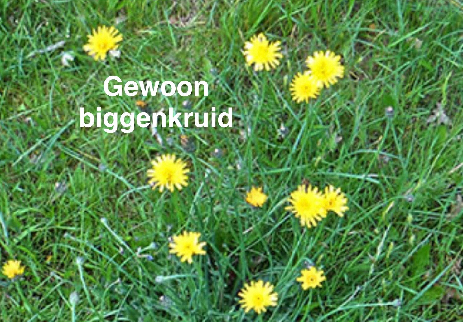 Zaden Gewoon biggenkruid, Ophalen of Verzenden, Volle zon, Zaad