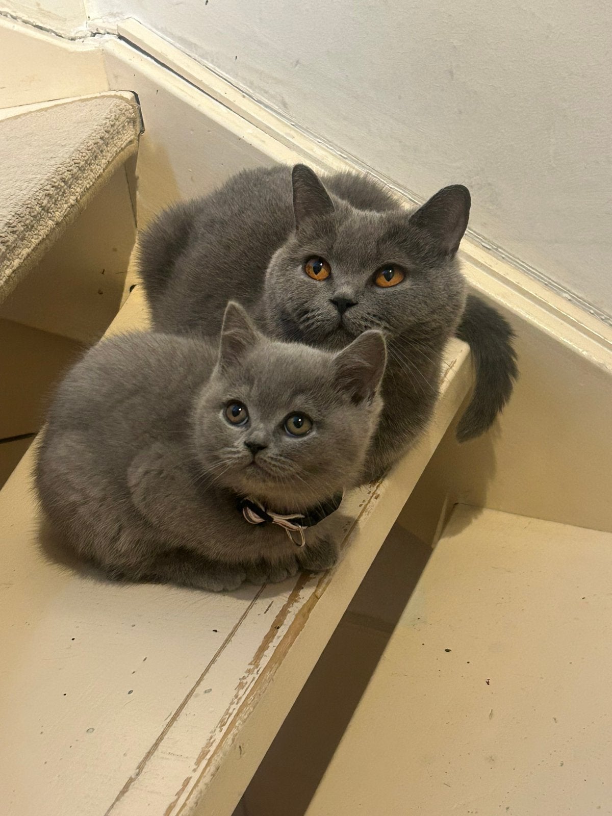1 Britse Langhaar/Korthaar Mix Kittens, Poes, Ontwormd, 0 tot 2 jaar