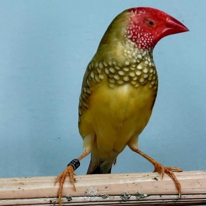 Neochmia ruficauda, Dieren en Toebehoren, Vogels | Overige Vogels, Meerdere dieren