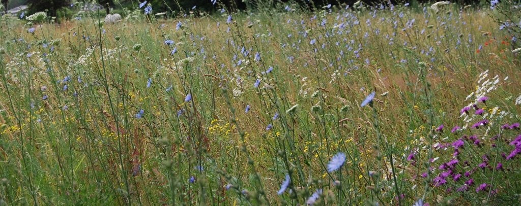 3,25 hectare weideperceel, Weidegang, 4 paarden of pony's of meer