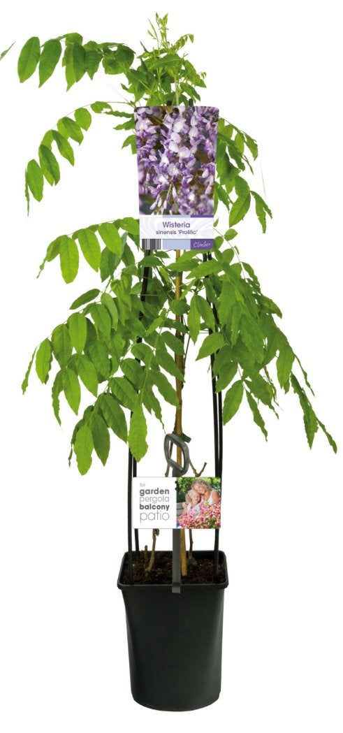 Wisteria Sinensis Prolific (Blauwe Regen) 100/125 en 200 cm, Tuin en Terras, Ophalen of Verzenden, Eenjarig, Klimplanten, Volle zon