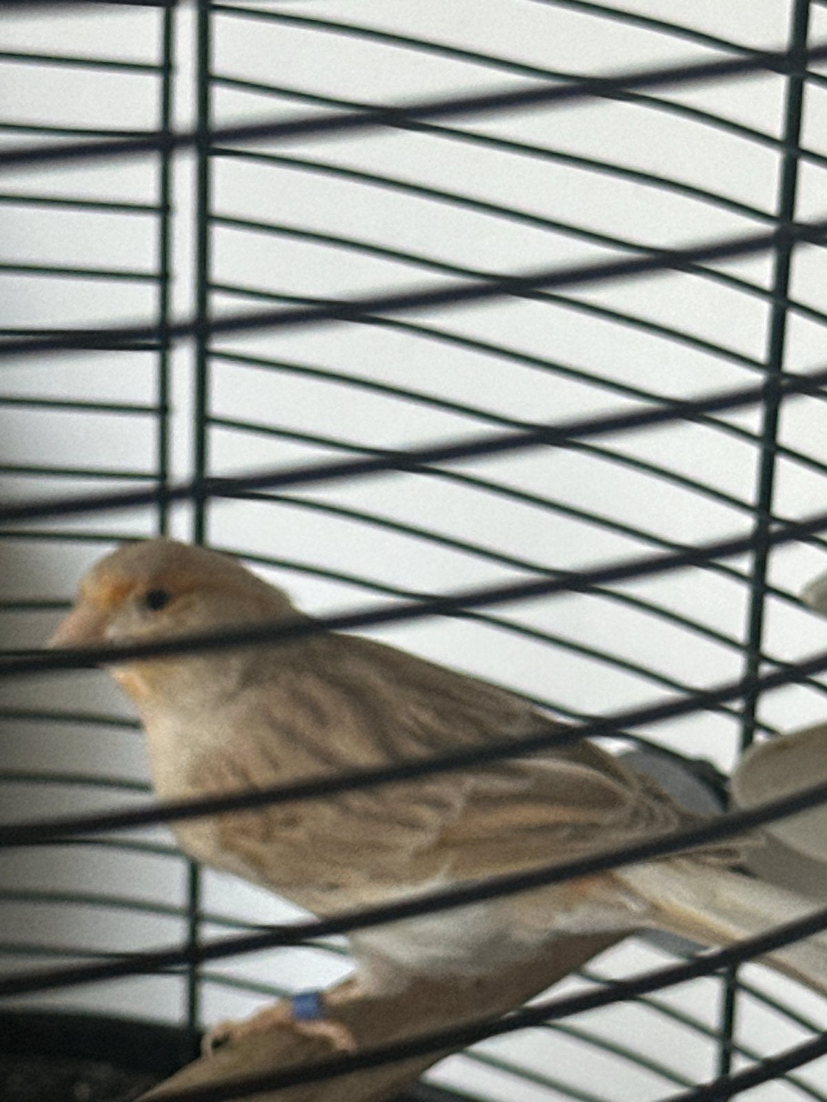 Mooi Kanarie meisje, Dieren en Toebehoren, Vrouwelijk, Kleurkanarie