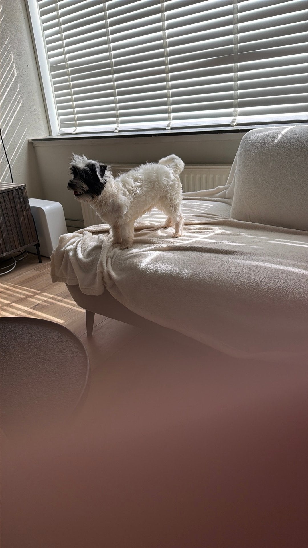 Boomer, Dieren en Toebehoren, Honden | Niet-rashonden, Reu, 1 tot 2 jaar, Eén hond, Klein