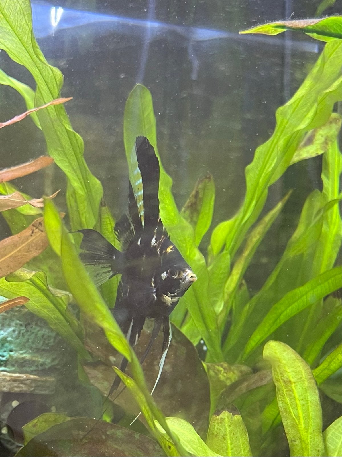 2 maanvissen, Dieren en Toebehoren, Vis, Zoetwatervis