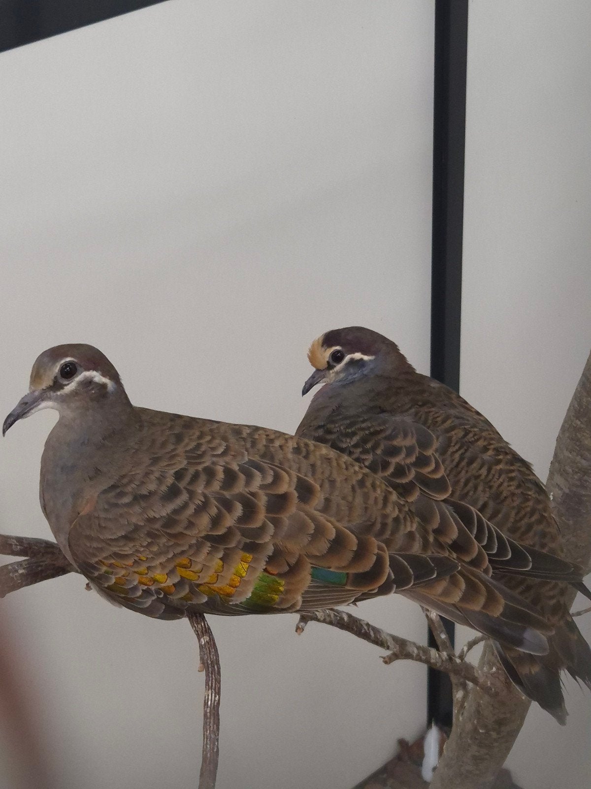 1-1 Bronsvleugel duiven, Dieren en Toebehoren, Vogels | Overige Vogels, Meerdere dieren, Tropenvogel, Geringd
