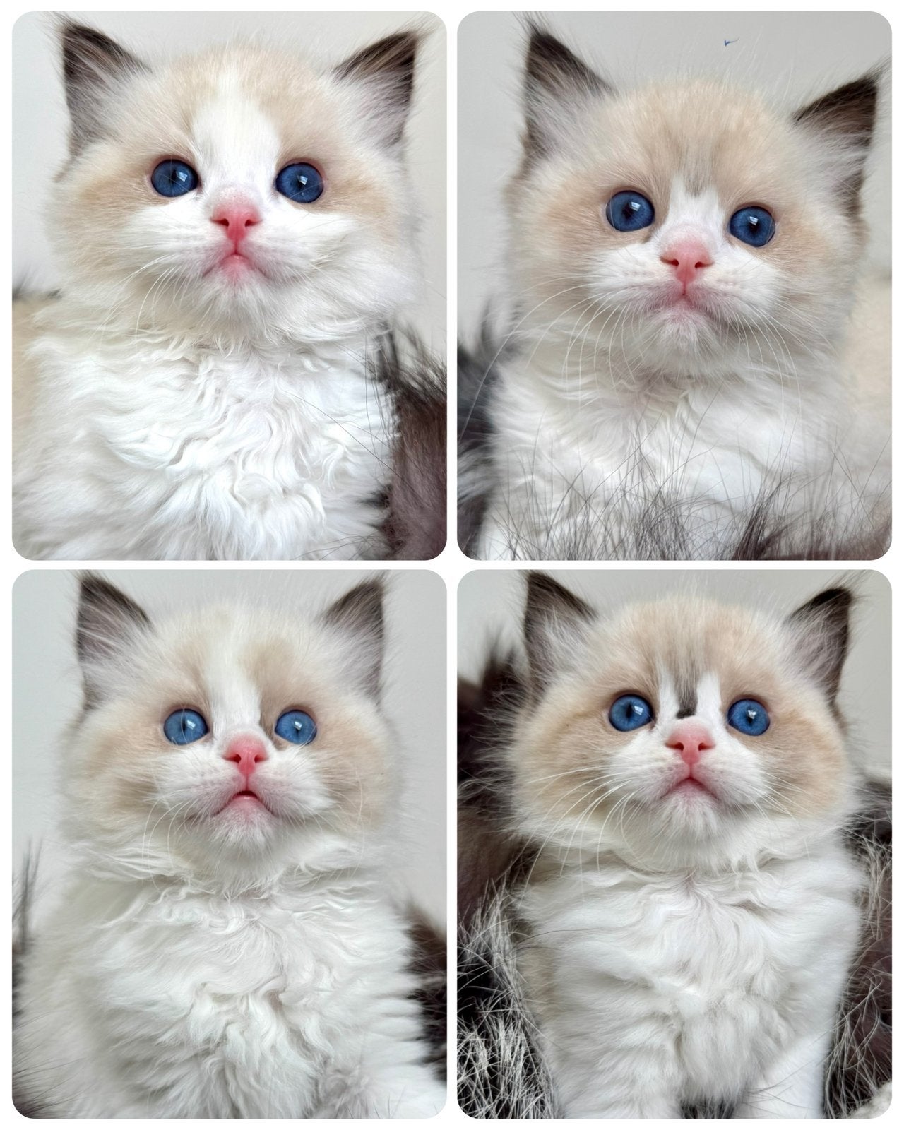 Nog EEN RAGDOLL KITTEN BESCHIKBAAR| geteste ouders| stamboom, Meerdere dieren, Langharig, 0 tot 2 jaar