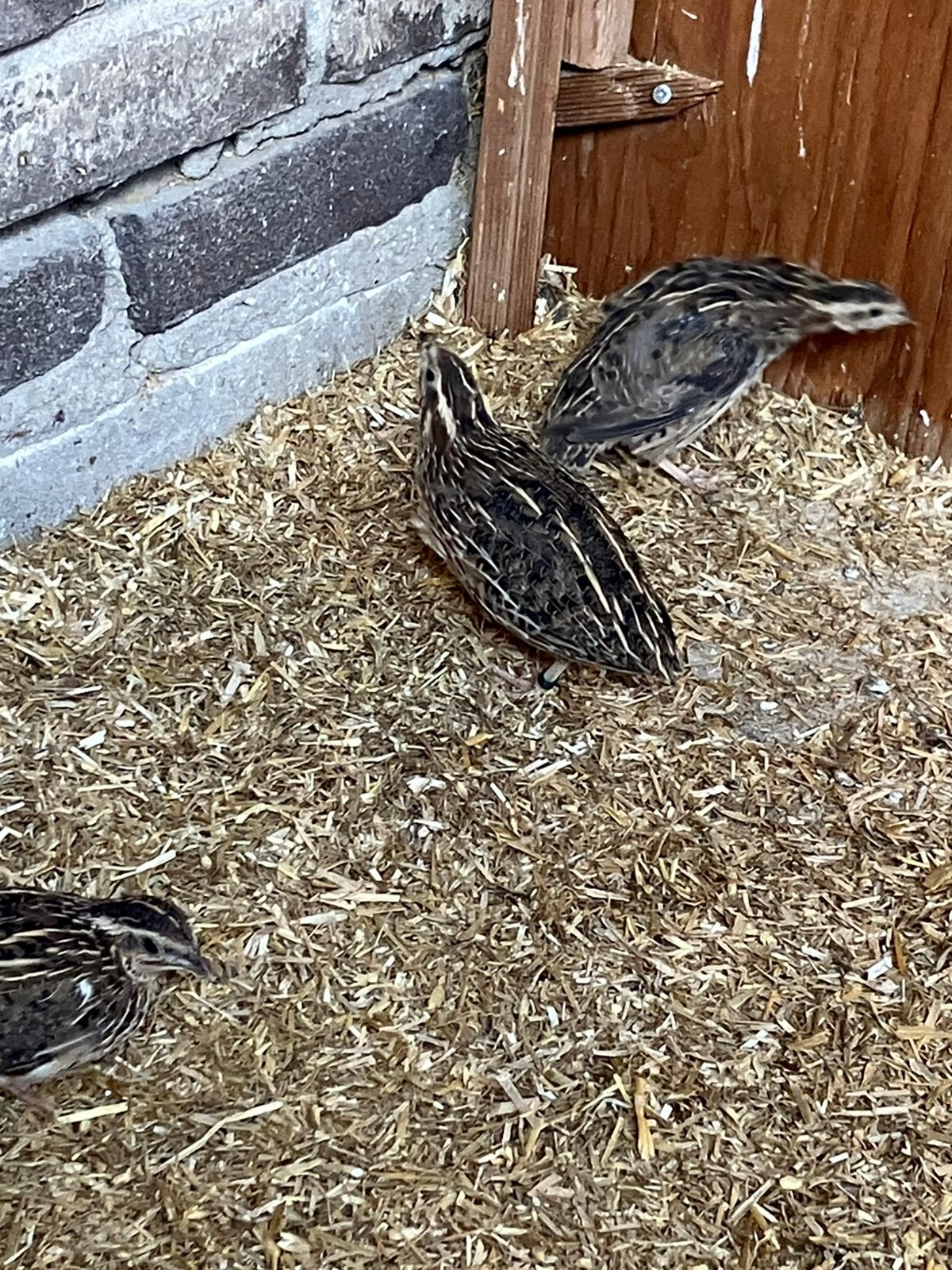 Mooi koppeltjes Europese kwartels, Dieren en Toebehoren, Meerdere dieren, Wildzangvogel, Geringd