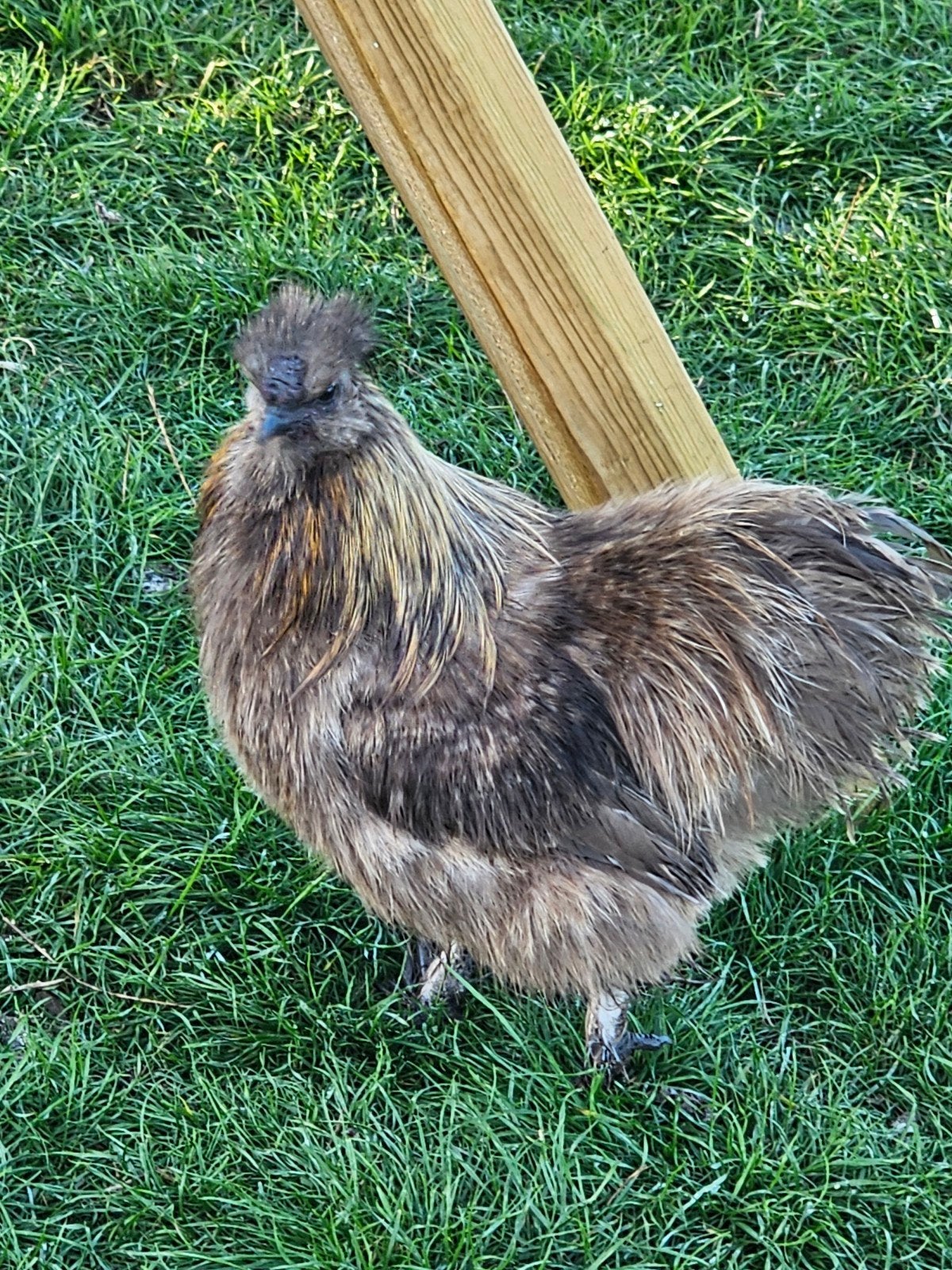 zijdehoen hen en haan, Dieren en Toebehoren, Meerdere dieren, Kip