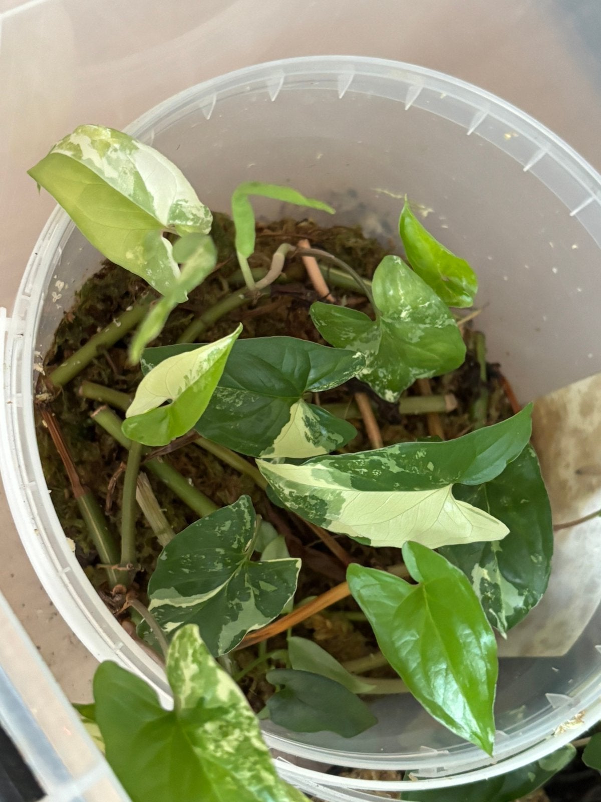 Syngonium Albo, Ophalen, Overige soorten, Halfschaduw
