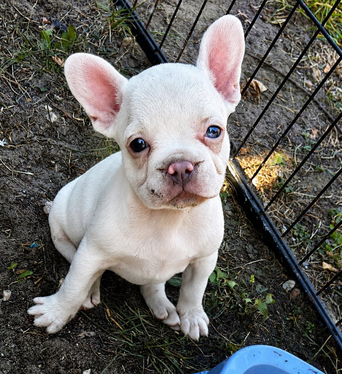 Franse bulldog nieuw type, Nederland, 8 tot 15 weken, Parvo, Bulldog