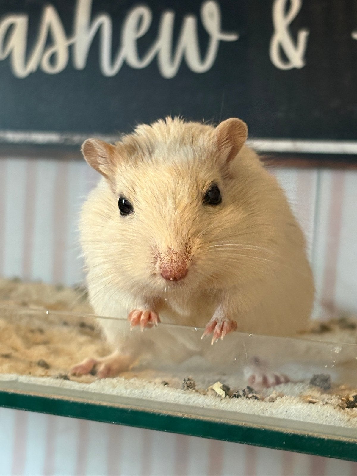 Allerliefste en sociaalste gerbil vrouwtje, Dieren en Toebehoren, Juni, Vrouwelijk, Overige typen, Tam