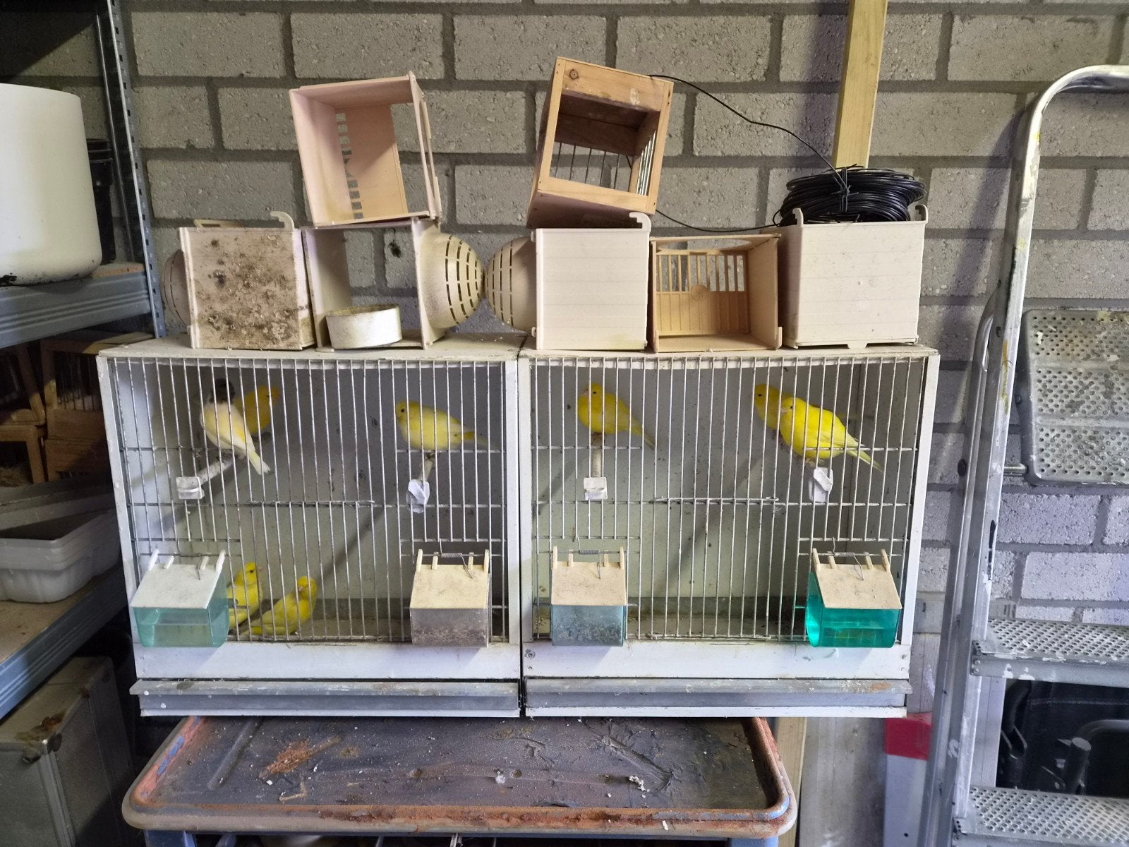 Te Koop kanaries (zie foto)