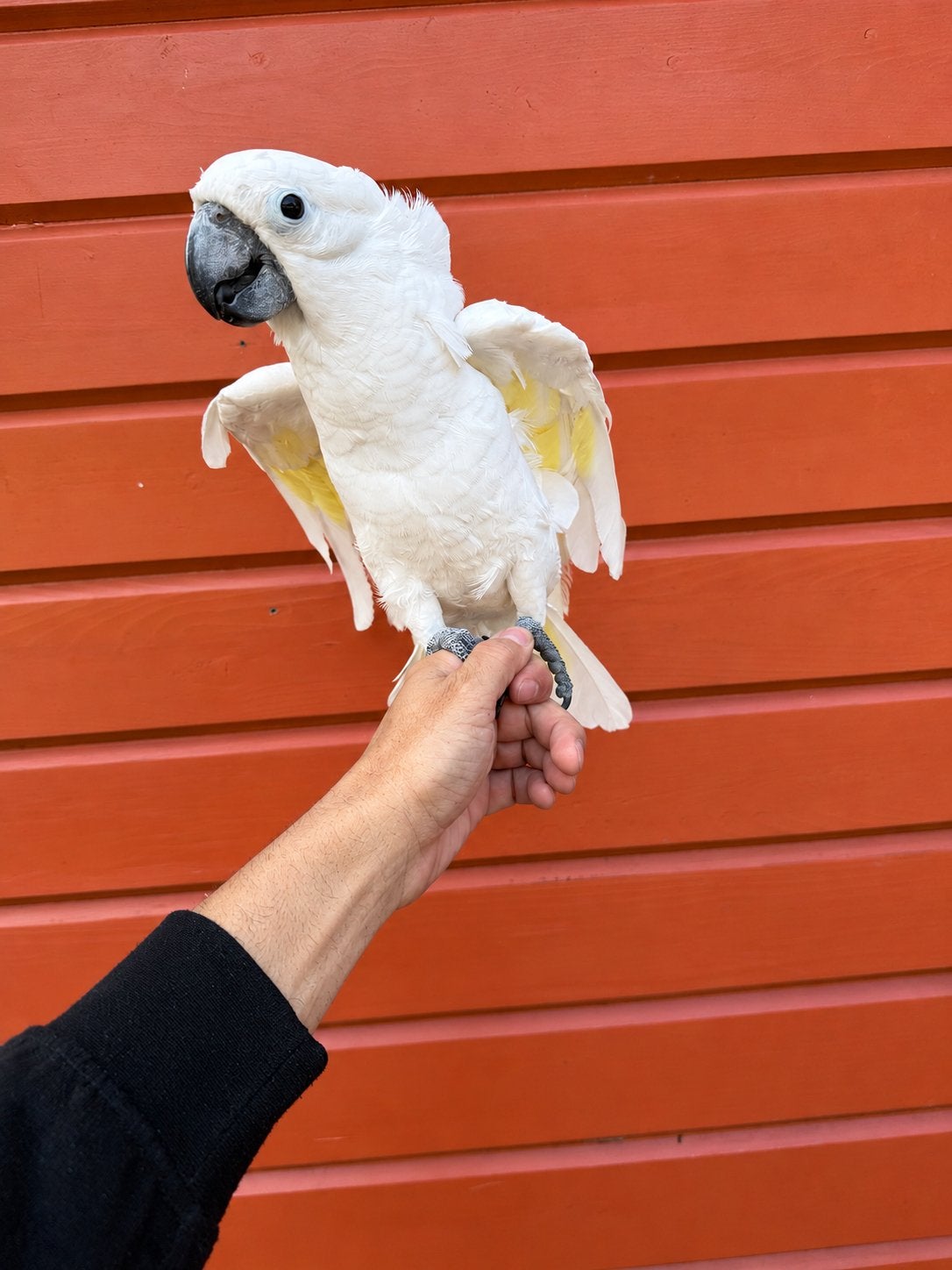 Witkuif alba kaketoe man 12/2025, Dieren en Toebehoren, Mannelijk, Papegaai, Tam