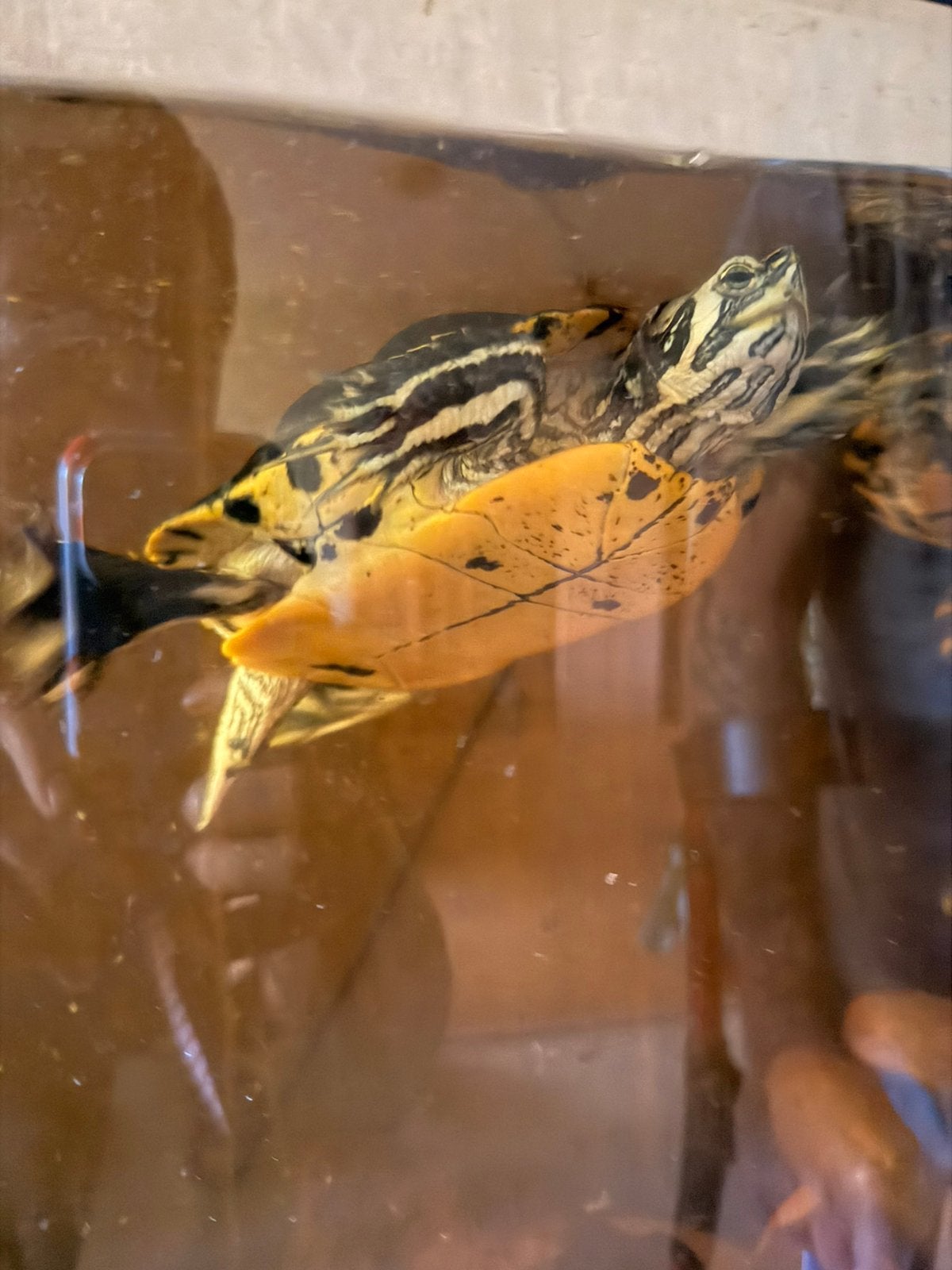 Geelwangschildpadden 5 Stuks Turtle - female for sale from J